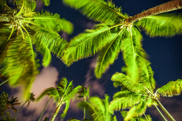 Palmbomen op de achtergrond van een prachtige nachthemel met sterren - Foto, afbeelding