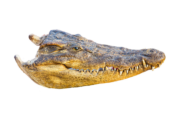 Крокодил голова на білому тлі
 - Фото, зображення