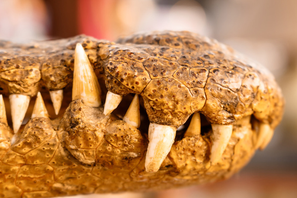Голова крокодила на белом фоне
 - Фото, изображение