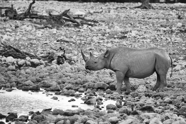 rhinocéros noir dans un trou d'eau
 - Photo, image