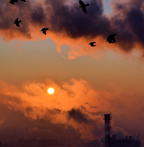 Rauch bei Sonnenaufgang und fliegende Tauben - Foto, Bild
