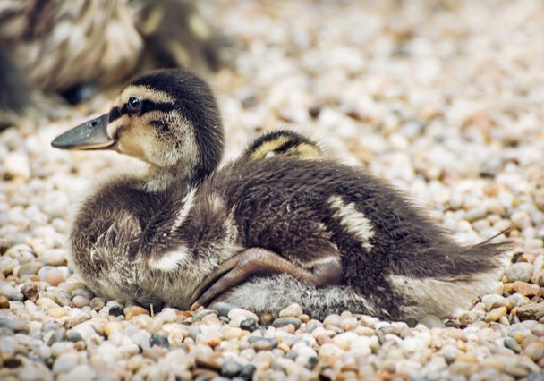 Küçük yeşilbaş ördek yavrusu rhinestones üzerinde dinlenme - Fotoğraf, Görsel