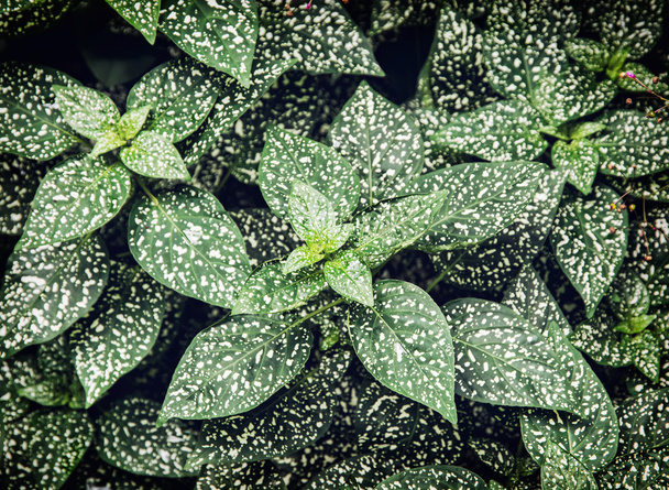Гипоэстес филлостахия растение
 - Фото, изображение