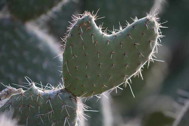 zbliżenie zielony Kaktus kształt serca - Zdjęcie, obraz