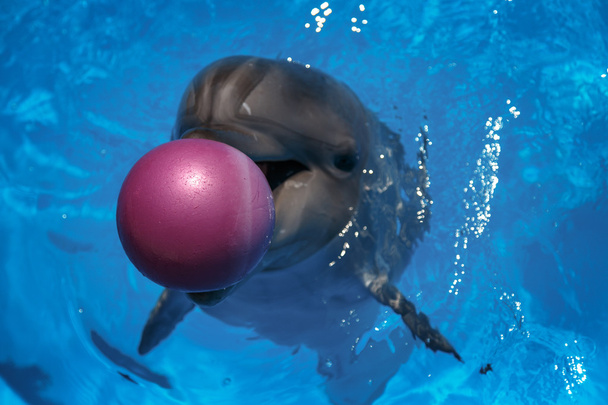 Delfín sonriente. los delfines nadan en la piscina
 - Foto, imagen