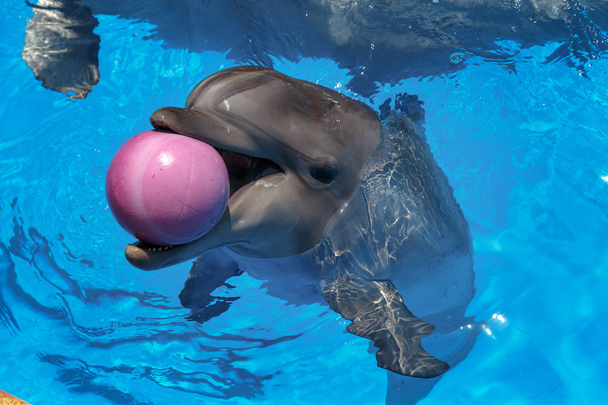 Delfín sonriente. los delfines nadan en la piscina
 - Foto, imagen