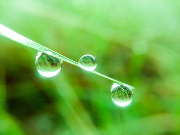 kapky vody na trávě - Fotografie, Obrázek