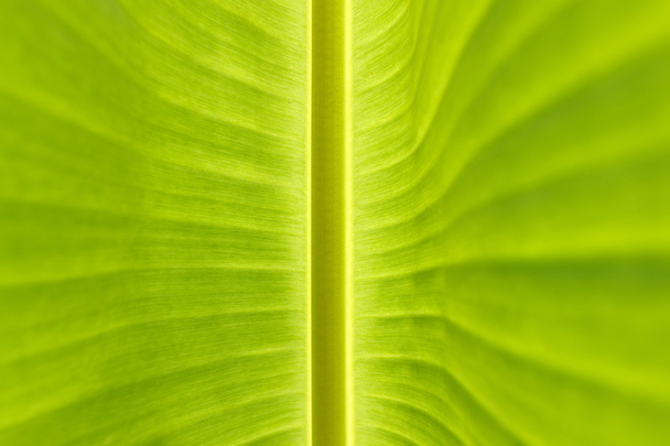 Banana leaf фону
 - Фото, зображення