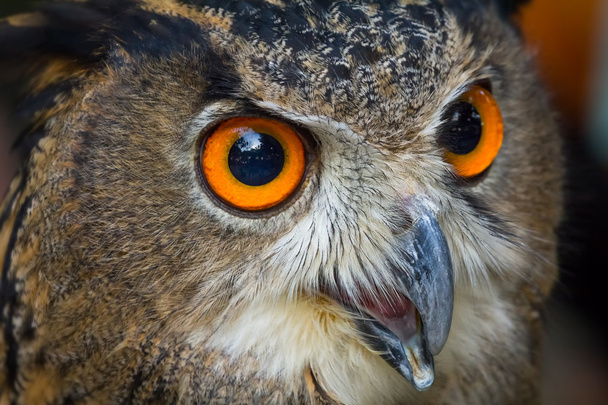 Close-up van gezicht van Europese oehoe  - Foto, afbeelding