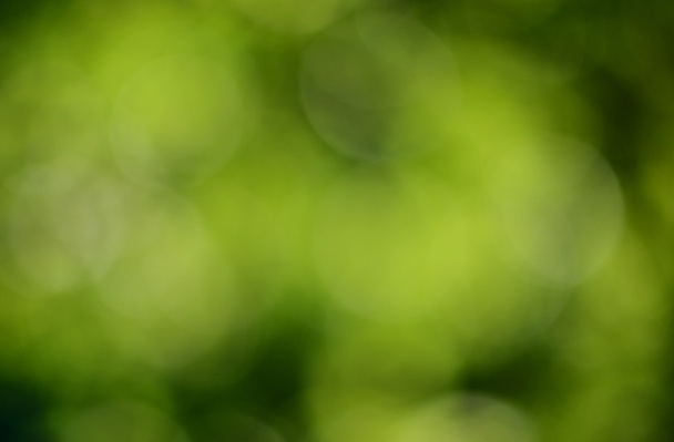 Zelený blured pozadí - Fotografie, Obrázek