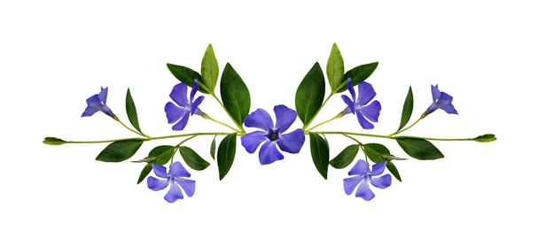 Periwinkle flowers composition - Фото, изображение