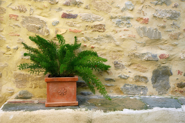 plante sur mur de pierre
 - Photo, image