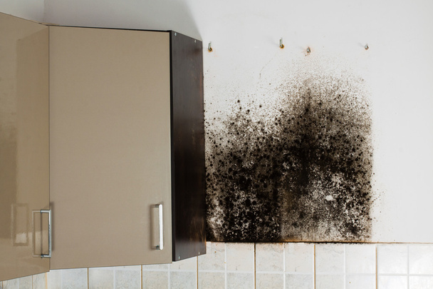 Black mold in house. - Photo, Image