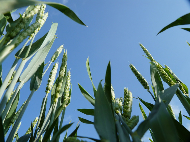 Ein Maisfeld für Bauern in Deutschland - Foto, Bild