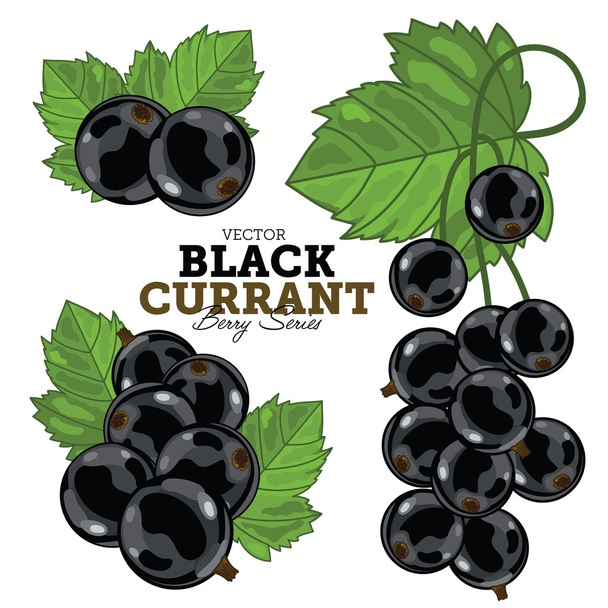 Currant with leaves on white background - Vector, imagen
