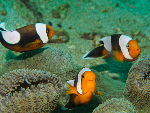 Anemonowa ryba w morskiego anemonu - Zdjęcie, obraz