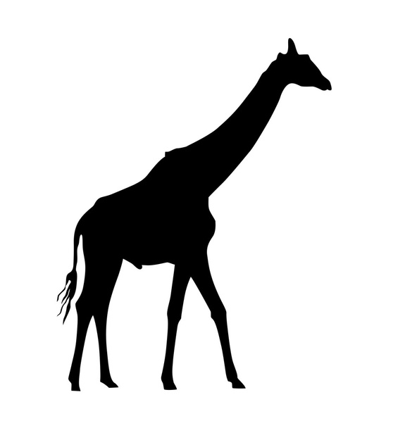 Giraffe - Vector, Imagen