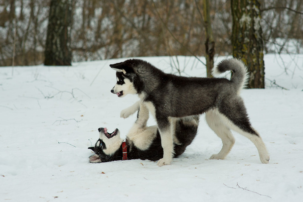Husky sibérien jouant dans la neige en journée d'hiver
 - Photo, image