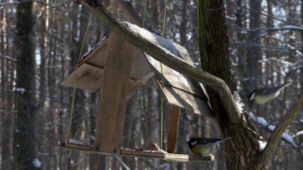 A titmouse repült be az adagoló a madarak, és eszik a gabona télen. - Felvétel, videó