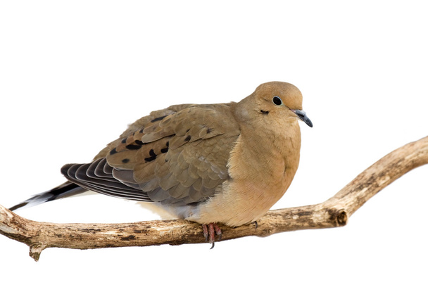 Truchlící holubice opatrně přehlíží své okolí - Fotografie, Obrázek
