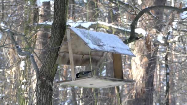 O titmouse voou para o alimentador para pássaros e come o grão no inverno
. - Filmagem, Vídeo