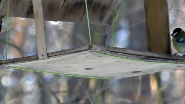 The titmouse flew into the feeder for birds and eats the grain in the winter. - Footage, Video