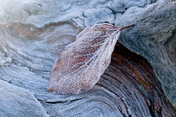 木製の背景に霜で葉します。 - 写真・画像