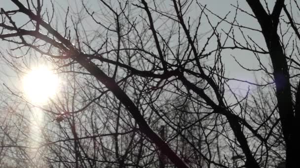 Sunlight in the tree at the winter. - Footage, Video