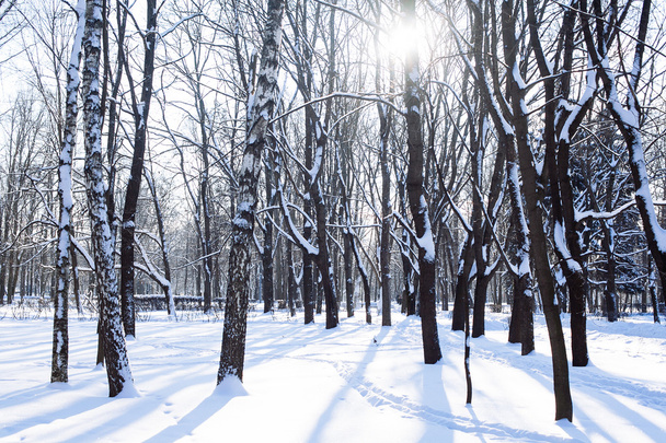 Winter park in snow - Φωτογραφία, εικόνα