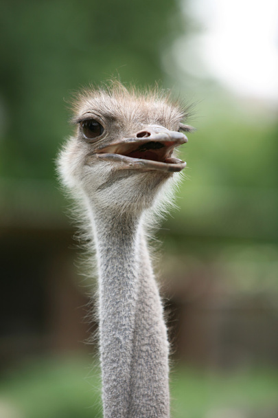 Ostrich close up - Foto, immagini
