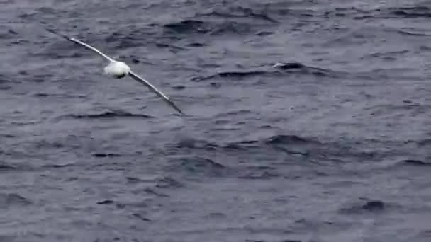 Mewa latająca nad wodą - Materiał filmowy, wideo