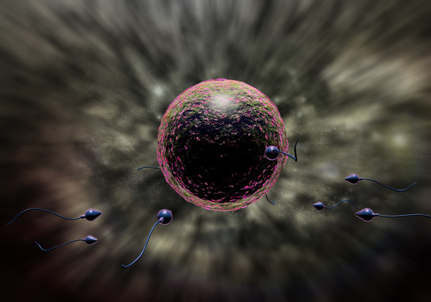 Сперма и яйцо
 - Фото, изображение
