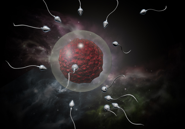 精子と卵 - 写真・画像