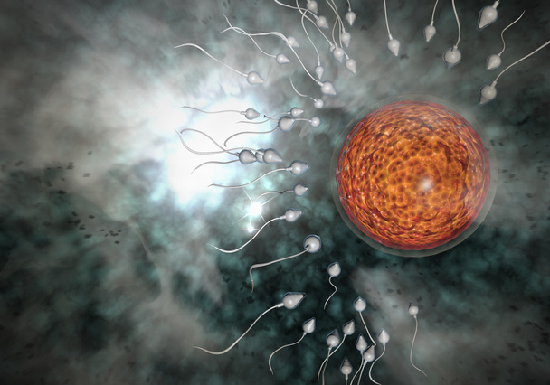 spermium és a petesejt - Fotó, kép