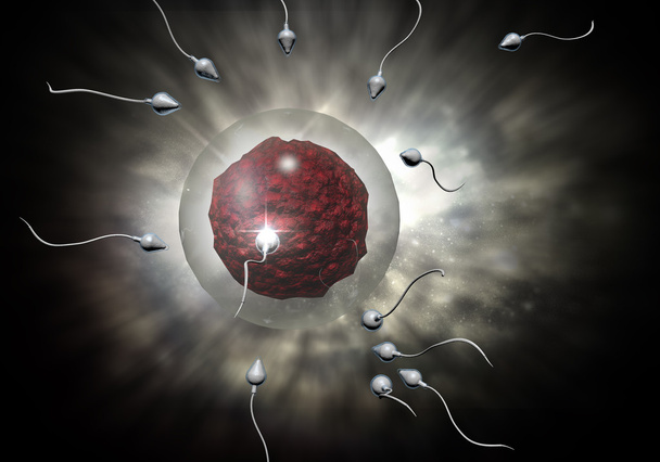 сперматозоїдів і яйце
 - Фото, зображення