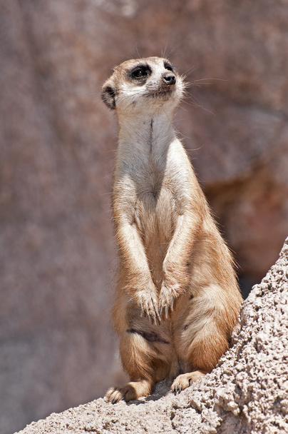 Meerkat. - Photo, Image