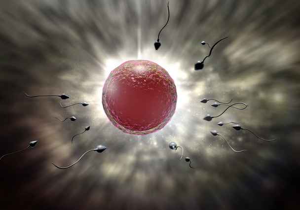 Sperm and Egg - Photo, Image