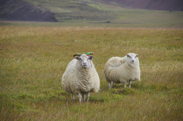 Hveravellir, Iceland - 25 august 2014 Sheeps under strong wind i - Photo, Image