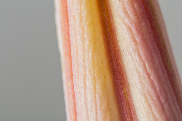 Red bud flower macro texture - Фото, зображення
