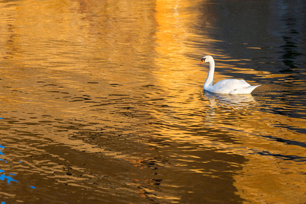 白鳥の湖の水泳 - 写真・画像