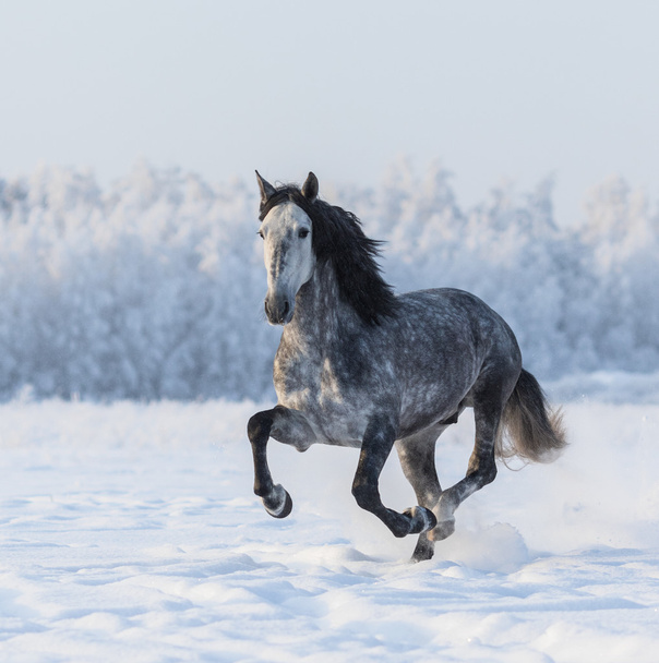 Purebred horse galloping across a winter snowy meadow - Foto, Imagen