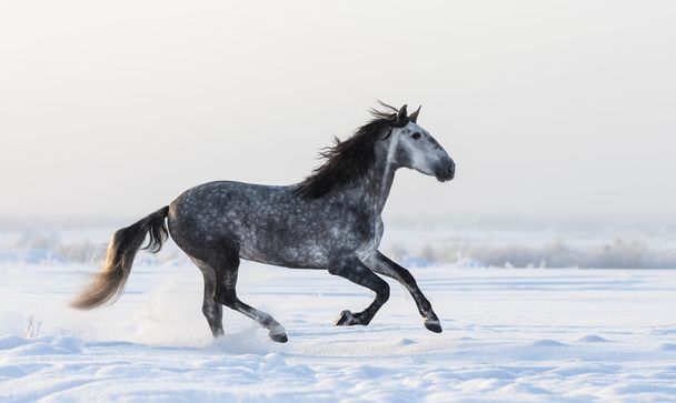 Gray Andalusian horse galloping on meadow in fresh snow - Foto, Imagen