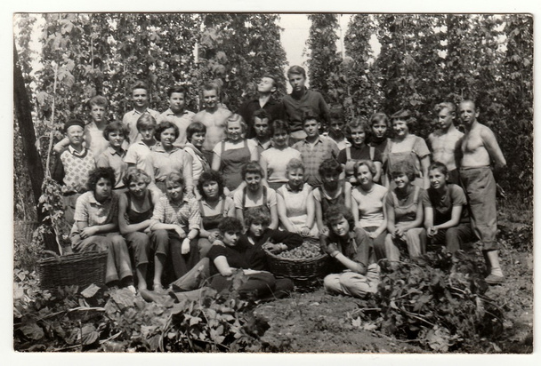 Винтажное фото показывает молодых прыгунов во время сбора хмеля, около 1965 года.
. - Фото, изображение