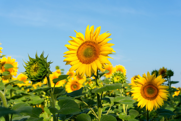 Sunflower blooming flowers on a farm  - Photo, Image