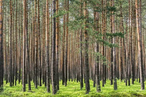 ポーランドの松林 - 写真・画像