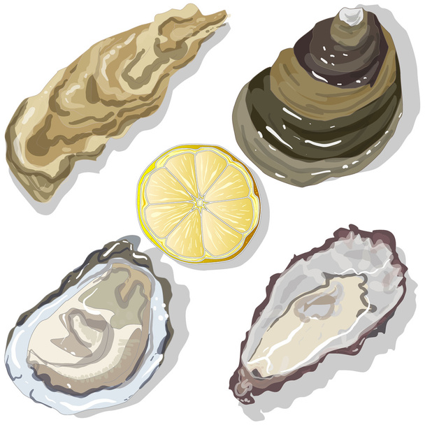 Shucked Oysters with lemon  - Vector, Image