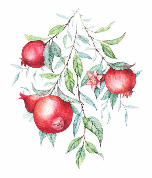 Acuarela botánica dibujada a mano ilustración de rama de granada con hojas verdes aisladas en blanco
. - Foto, Imagen