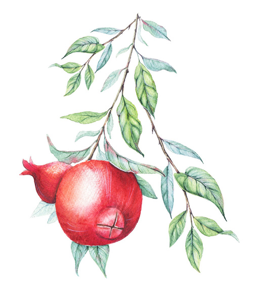 Hand drawn watercolor botanical illustration of pomegranate branch with green leaves isolated on white. - Zdjęcie, obraz
