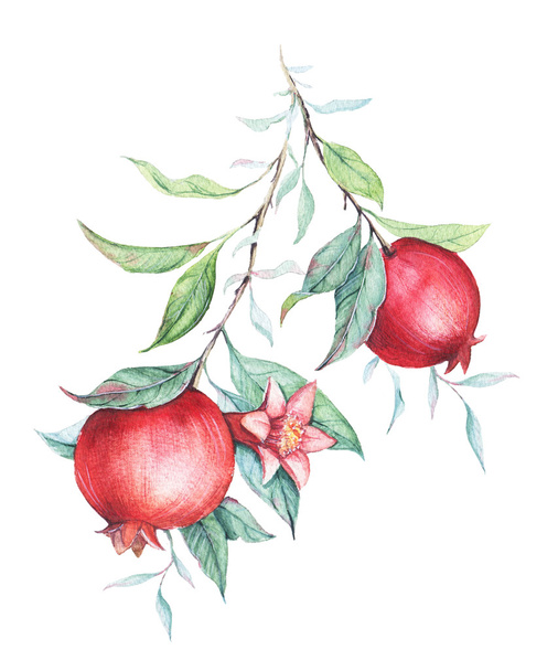 Hand drawn watercolor botanical illustration of pomegranate branch with green leaves isolated on white. - Fotoğraf, Görsel