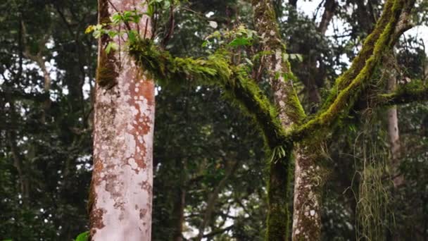 Pan of moss-covered and moss-free trees - Filmagem, Vídeo